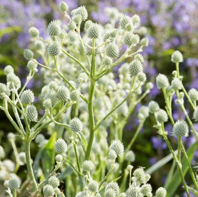 Eryngium yuccifolium, Skallerormsmartorn, SQ1