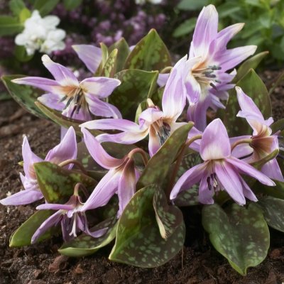 Erythronium dens-canis Lilac Wonder