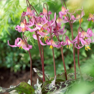 Erythronium revolutum, Skär Hundtandslilja, P9cm