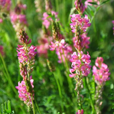 Esparsett, Helghö, Ekologisk