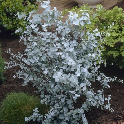 Eucalyptus gunnii Blaue Liebe ®