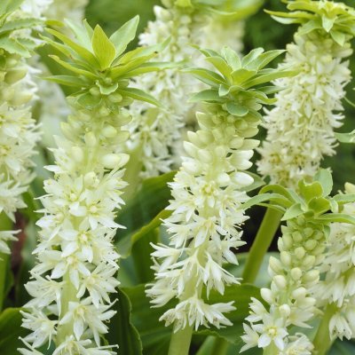 Tofslilja Eucomis autumnalis 2st