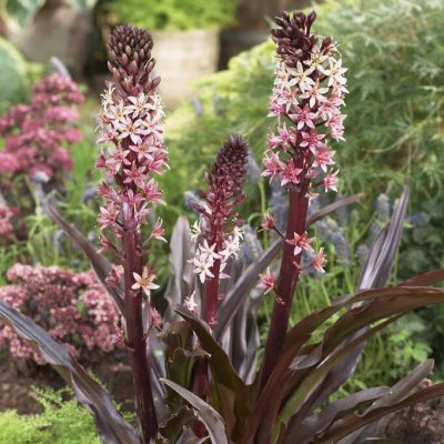 Tofslilja Eucomis comosa Sparkling Burgundy 1st