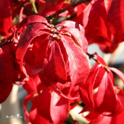 Euonymus alatus Compactus, Vingad Benved, 80 stam C7,5