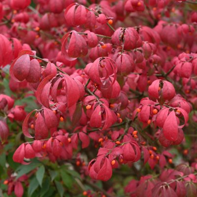 Euonymus alatus Compactus, Vingad Benved, 100 stam C7,5
