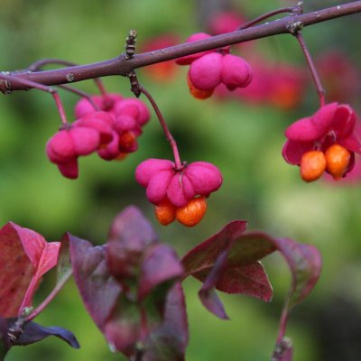 Euonymus europaeus Red Cascade, Benved, 60-80 C5