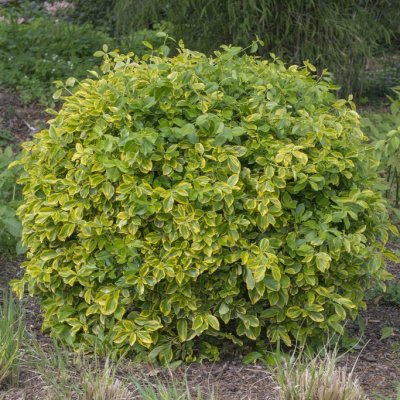 Euonymus fortunei Canadale Gold