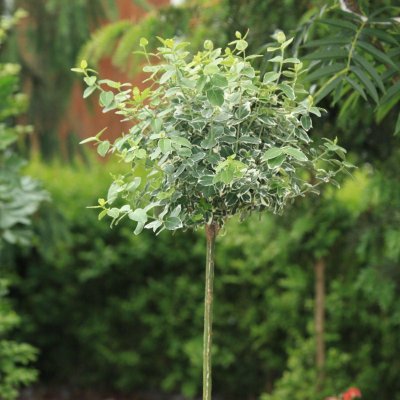 Euonymus fortunei Emerald´n Gaiety, Silverbenved