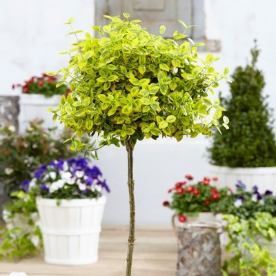 Euonymus fortunei Emerald´n Gold, Guldbenved