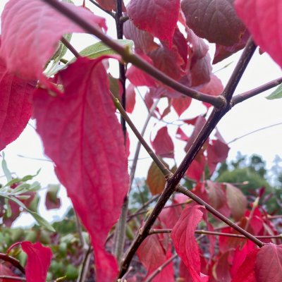 Euonymus macropterus Mount Fuji