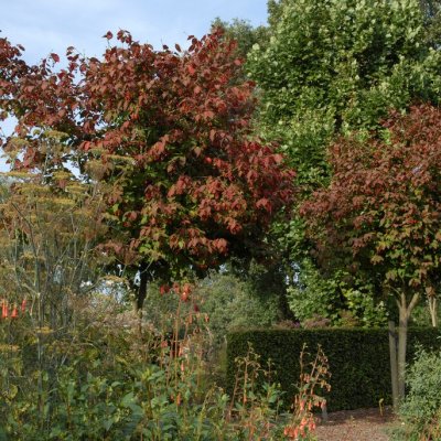 Euonymus planipes, Körsbärsbenved, 120 stam C15