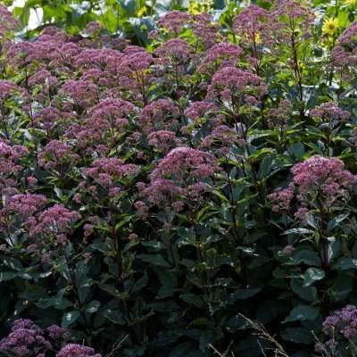 Eutrochium (Eupatorium) maculatum Red Dwarf, Fläckflockel, P9cm