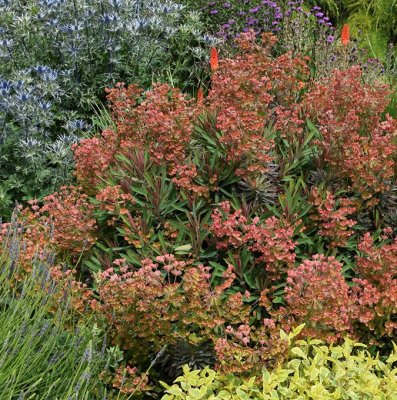 Euphorbia characias Galaxy Glow ®, Törel