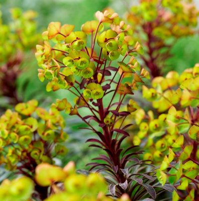 Euphorbia purpurea Miners Merlot, Mandeltörel