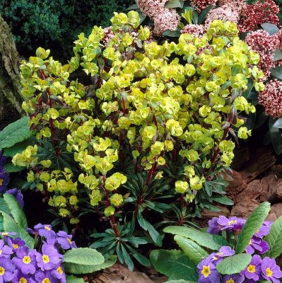 Euphorbia amygdaloides Purpurea, Mandeltörel, C11cm
