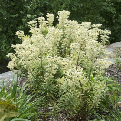 Euphorbia characias Tasmanian Tiger ®, Daggtörel