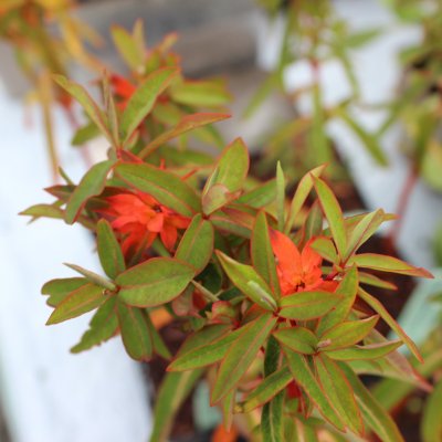 Euphorbia griffithii Dixter, Eldtörel, P9cm