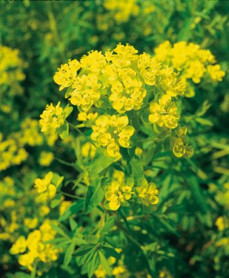 Euphorbia palustris, Kärrtörel, P9cm