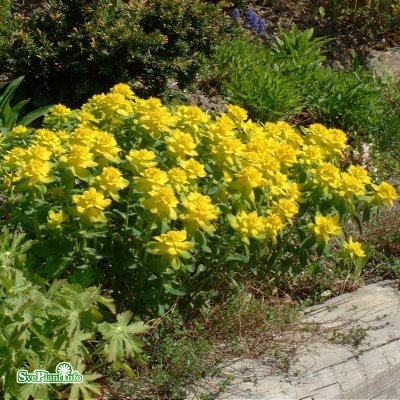 Euphorbia polychroma, Gulltörel, P9cm