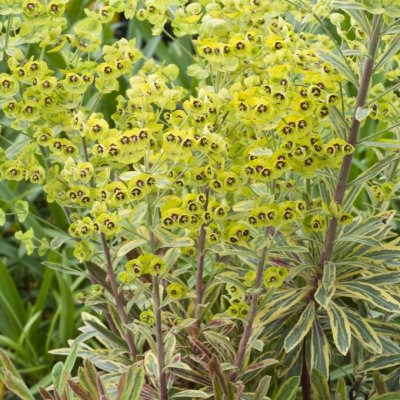 Euphorbia x martini Ascot Rainbow ®, Törel