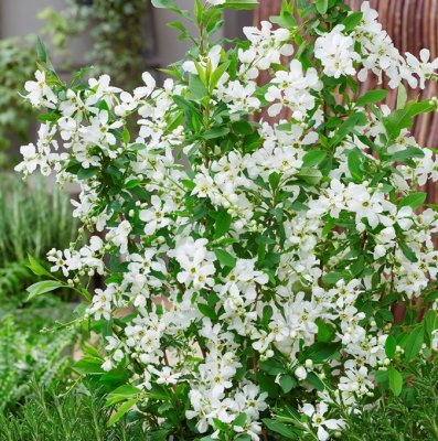 Exochorda racemosa Blushing Pearl ® (Huibl), Pärlbuske, C5