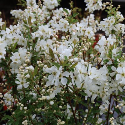 Exochorda racemosa Blushing Pearl ® (Huibl), Pärlbuske, C5