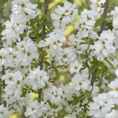 Exochorda x macrantha Magical Springtime ®