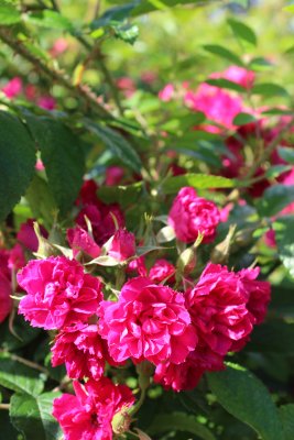 rugosa F.J. Grootendorst, Nejlikros, C4