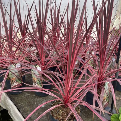 Cordyline australis Charlie Boy, Cordyline/Syddracena Charlie Boy