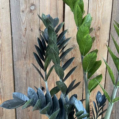 Zamioculcas zamiifolia Raven