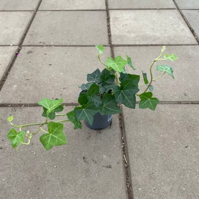 Hedera hibernica Hestor