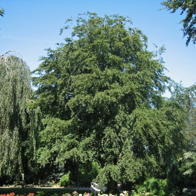 Fagus sylvatica, Bok, utr 150-175 co