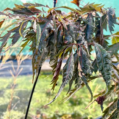 Fagus sylvatica Midnight Feather