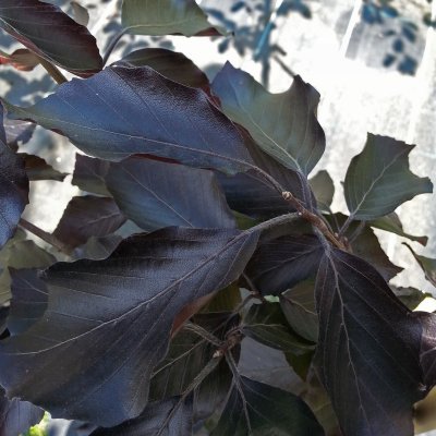 Fagus sylvatica Riversii, Blodbok, utr 125-150 co