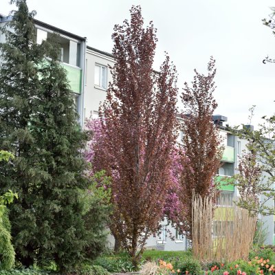 Fagus sylvatica Dawyck Purple, Pelarblodbok