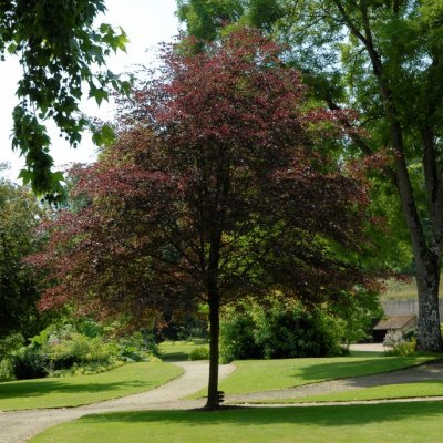 Fagus sylvatica Purpurea Tricolor, Blodbok, 100-125 C5