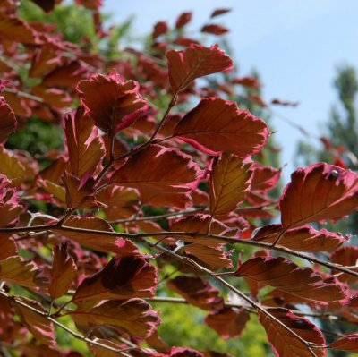 Fagus sylvatica Purpurea Tricolor, Blodbok, utr 150-175 C20