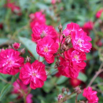 polyantha Fairy Dance/Red The Fairy, Marktäckarros, C4