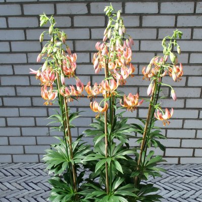Lilium martagon Fairy Morning, Krollilja, P11cm