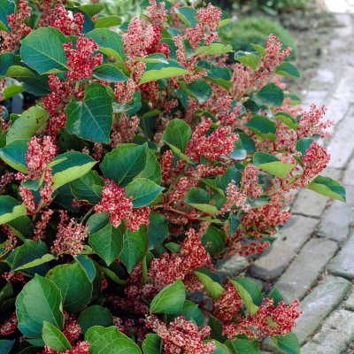 Reynoutria (Fallopia) japonica Rosea, Rosenslide, P9cm