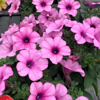 Petunia, Stickling 3-pack