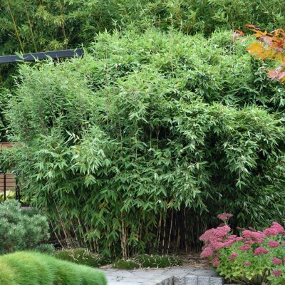 Fargesia murielae Red Zebra ® (Japo 51), Bergbambu, 125-150 C10