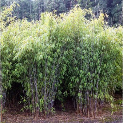 Bergbambu