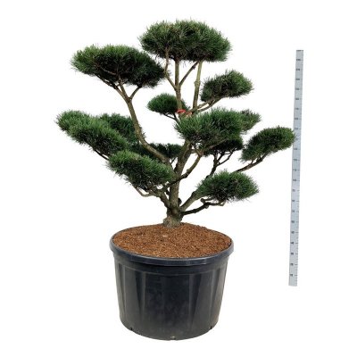 Pinus mugo Gnom
