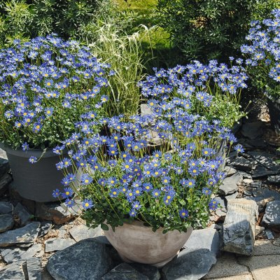 Felicia Forever Blue, stickling 2-pack