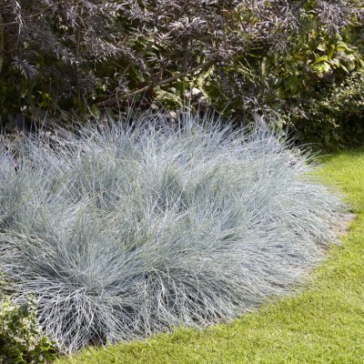 Festuca glauca Intense Blue ®, Blåsvingel