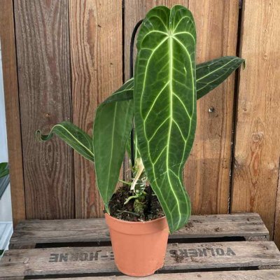 Anthurium Warocqueanum