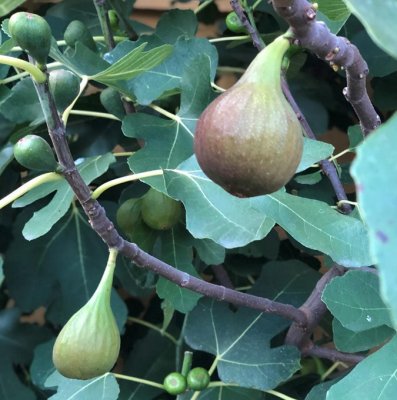 Ficus carica Bornholm / Précoce de Dalmatie, Fikon / Adriafikon