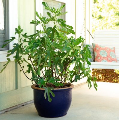 Ficus carica Little Miss Figgy, Fikon / Adriafikon, busk C5