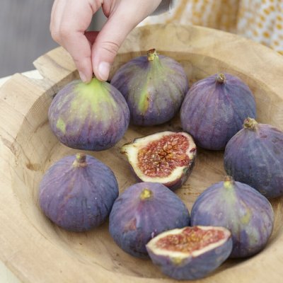 Ficus carica Ronde de Bordeaux, Fikon / Adriafikon